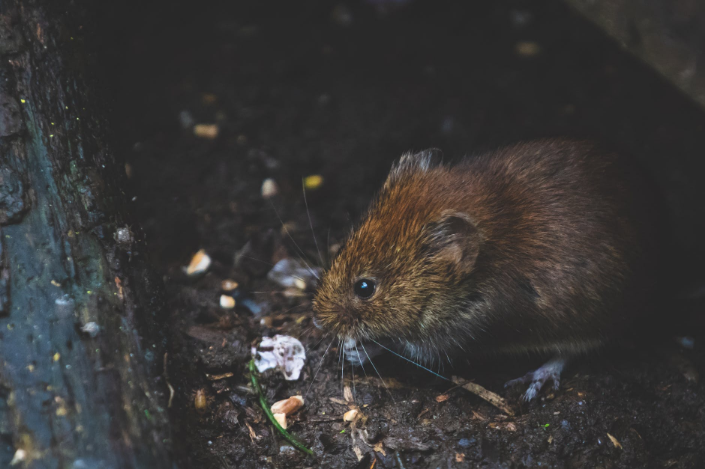 a small rat